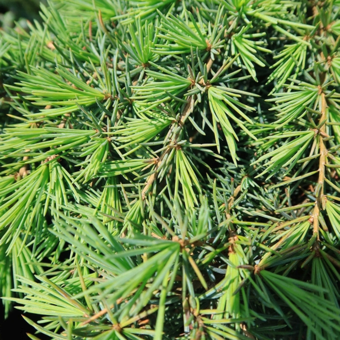 Himalayaceder (Cedrus deodara) 'Feelin' Blue'