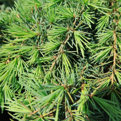 Himalayaceder (Cedrus deodara) 'Feelin' Blue'