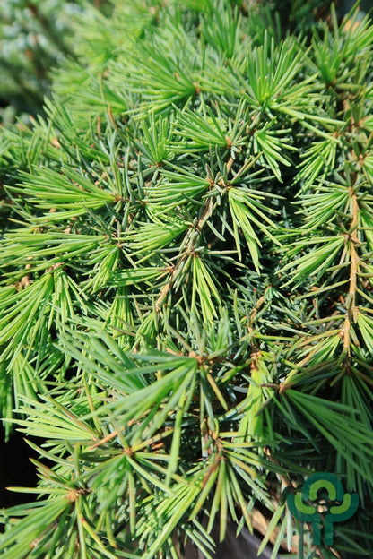 Himalayaceder (Cedrus deodara) 'Feelin' Blue'
