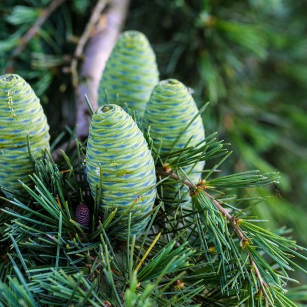 Himalayaceder (Cedrus deodara)