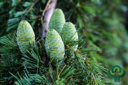 Himalayaceder (Cedrus deodara)