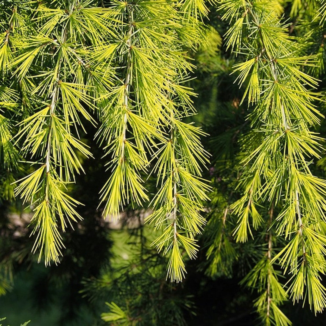 Himalayaceder (Cedrus deodara) 'Golden Horizon'
