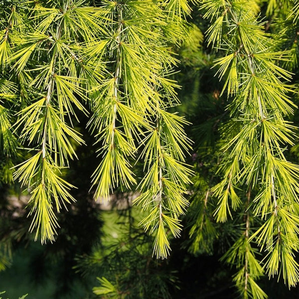 Himalayaceder (Cedrus deodara) 'Golden Horizon'