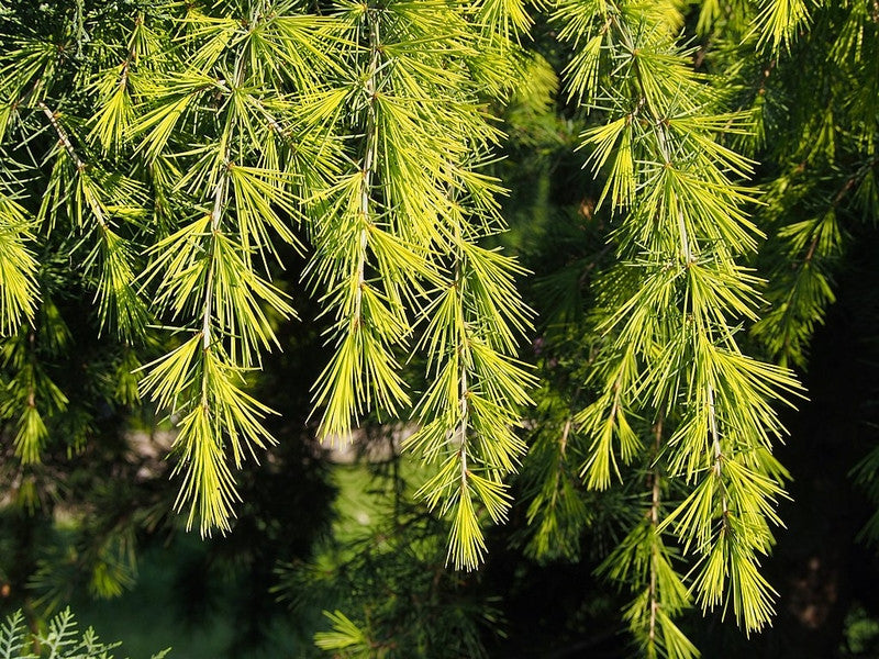 Himalayaceder (Cedrus deodara) 'Golden Horizon'
