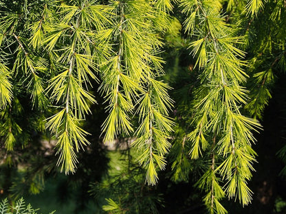 Himalayaceder (Cedrus deodara) 'Golden Horizon'