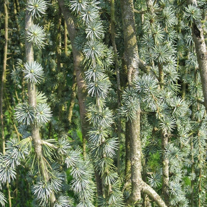 Libanonceder (Cedrus libani) 'Glauca Pendula'
