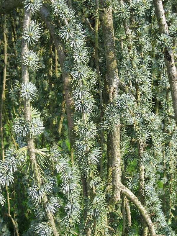Libanonceder (Cedrus libani) 'Glauca Pendula'