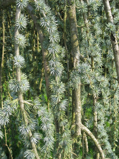 Libanonceder (Cedrus libani) 'Glauca Pendula'