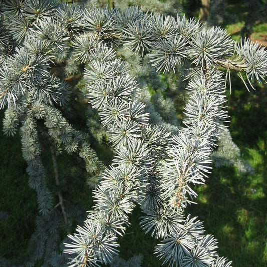 Libanonceder (Cedrus libani) 'Glauca'