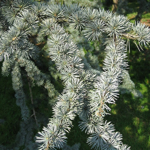 Libanonceder (Cedrus libani) 'Glauca'
