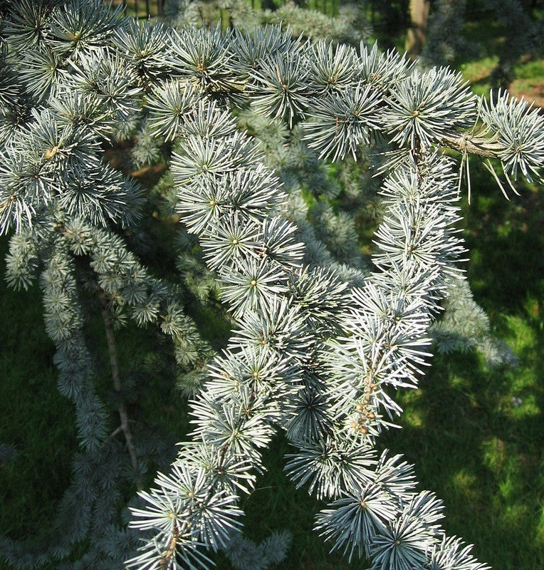Libanonceder (Cedrus libani) 'Glauca'