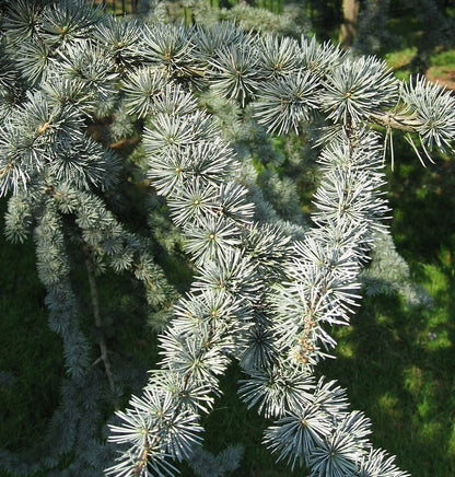 Libanonceder (Cedrus libani) 'Glauca'