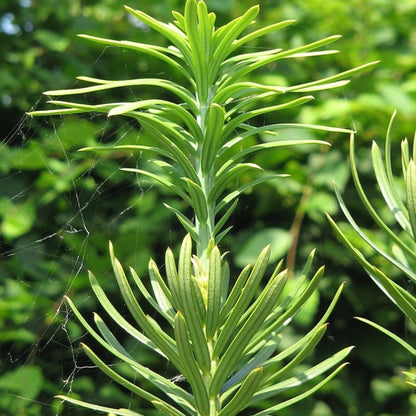 Knoptaxus (Cephalotaxus harringtonii) 'Fastigiata'