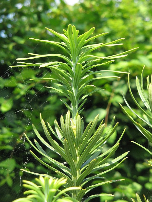 Knoptaxus (Cephalotaxus harringtonii) 'Fastigiata'