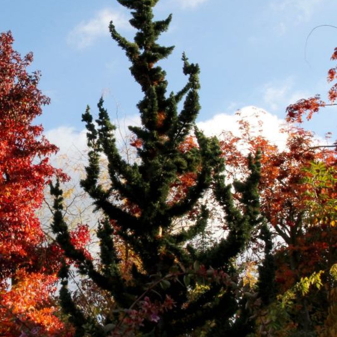 Schijncipres (Chamaecyparis lawsoniana) 'Wissel's Saguaro'