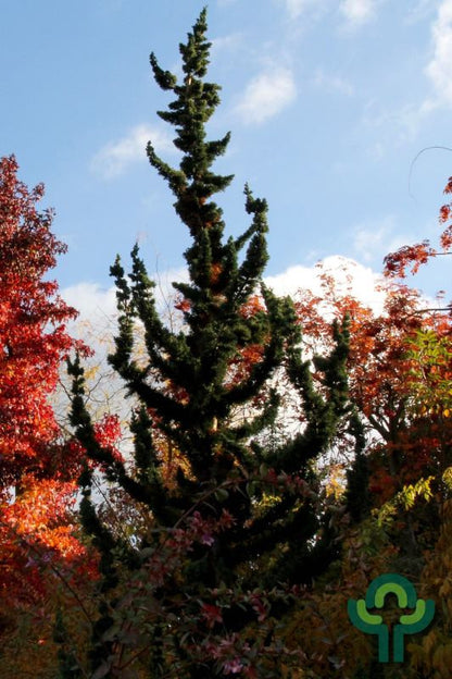 Schijncipres (Chamaecyparis lawsoniana) 'Wissel's Saguaro'