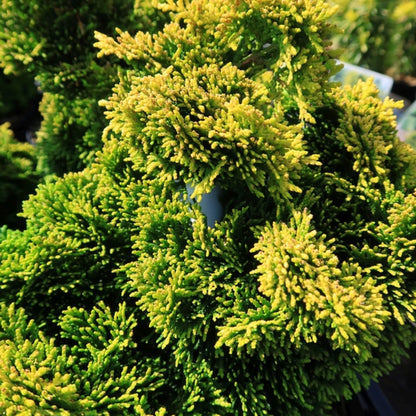 Schijncipres (Chamaecyparis obtusa) 'Aurora'