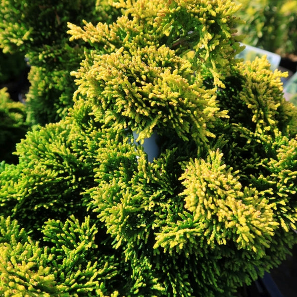 Schijncipres (Chamaecyparis obtusa) 'Aurora'