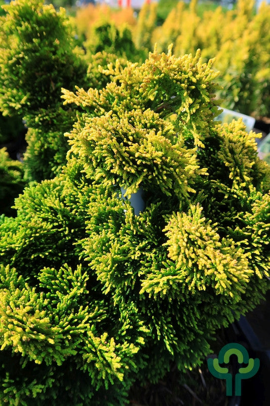 Schijncipres (Chamaecyparis obtusa) 'Aurora'