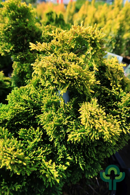Schijncipres (Chamaecyparis obtusa) 'Aurora'