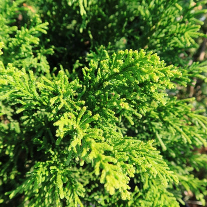 Schijncipres (Chamaecyparis obtusa) 'Drath'
