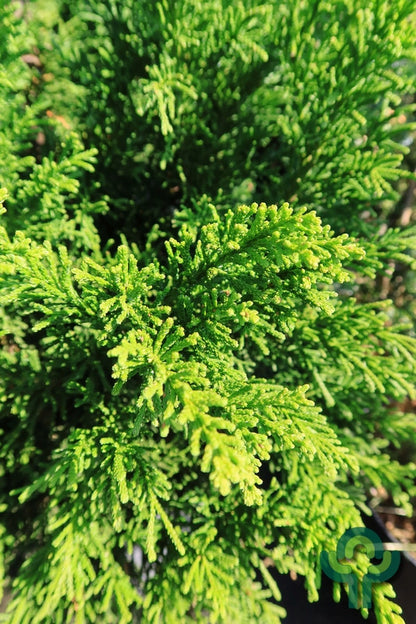 Schijncipres (Chamaecyparis obtusa) 'Drath'