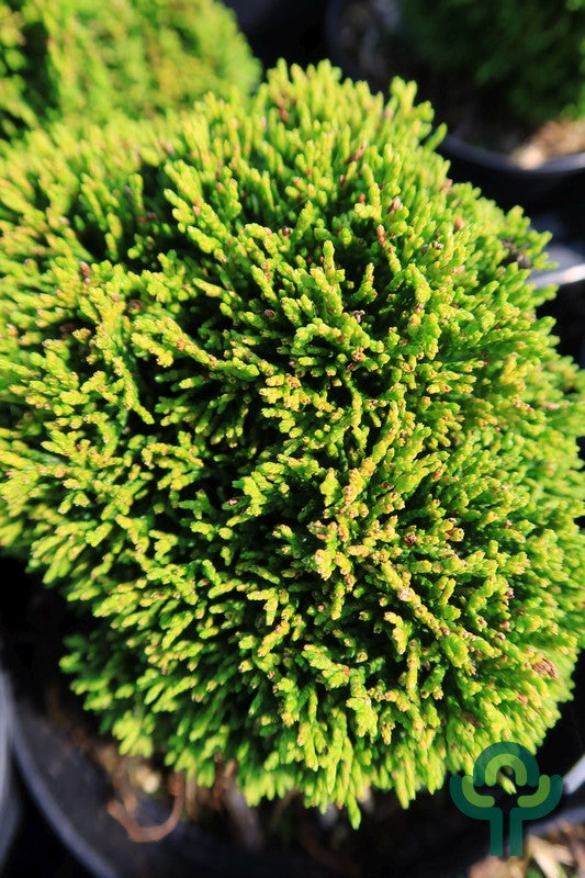 Schijncipres (Chamaecyparis obtusa) 'Juniperoides'