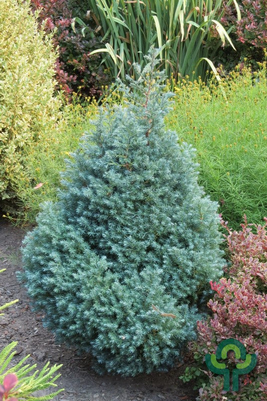 Schijncipres (Chamaecyparis pisifera) 'Baby Blue'