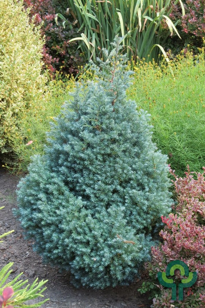 Schijncipres (Chamaecyparis pisifera) 'Baby Blue'
