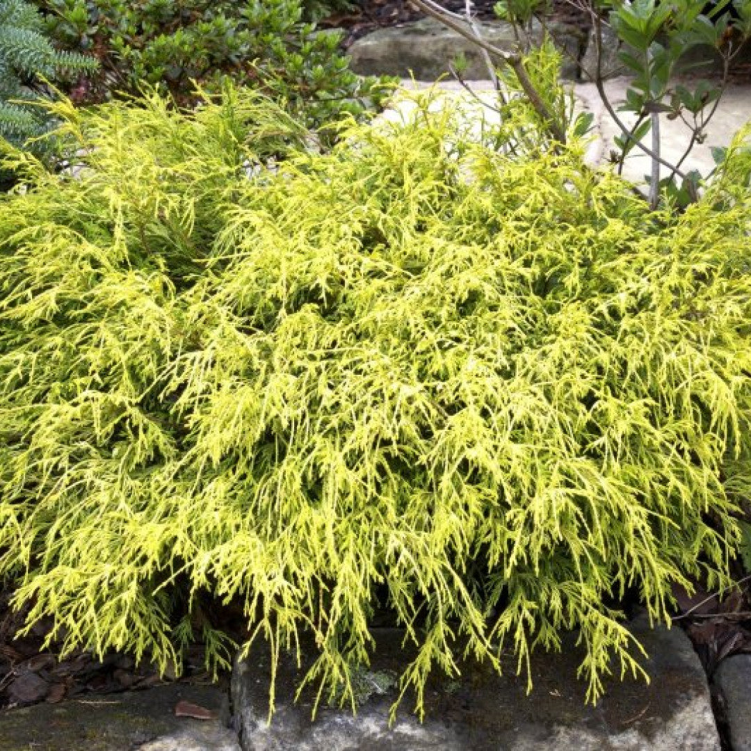 Schijncipres (Chamaecyparis pisifera) 'Filifera Aurea'