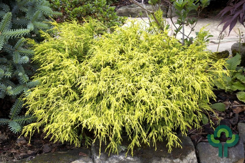 Schijncipres (Chamaecyparis pisifera) 'Filifera Aurea'
