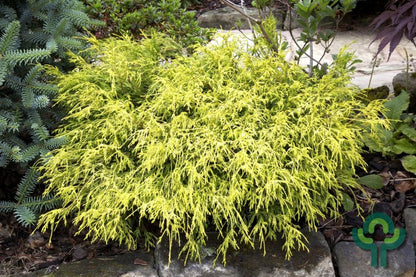 Schijncipres (Chamaecyparis pisifera) 'Filifera Aurea'