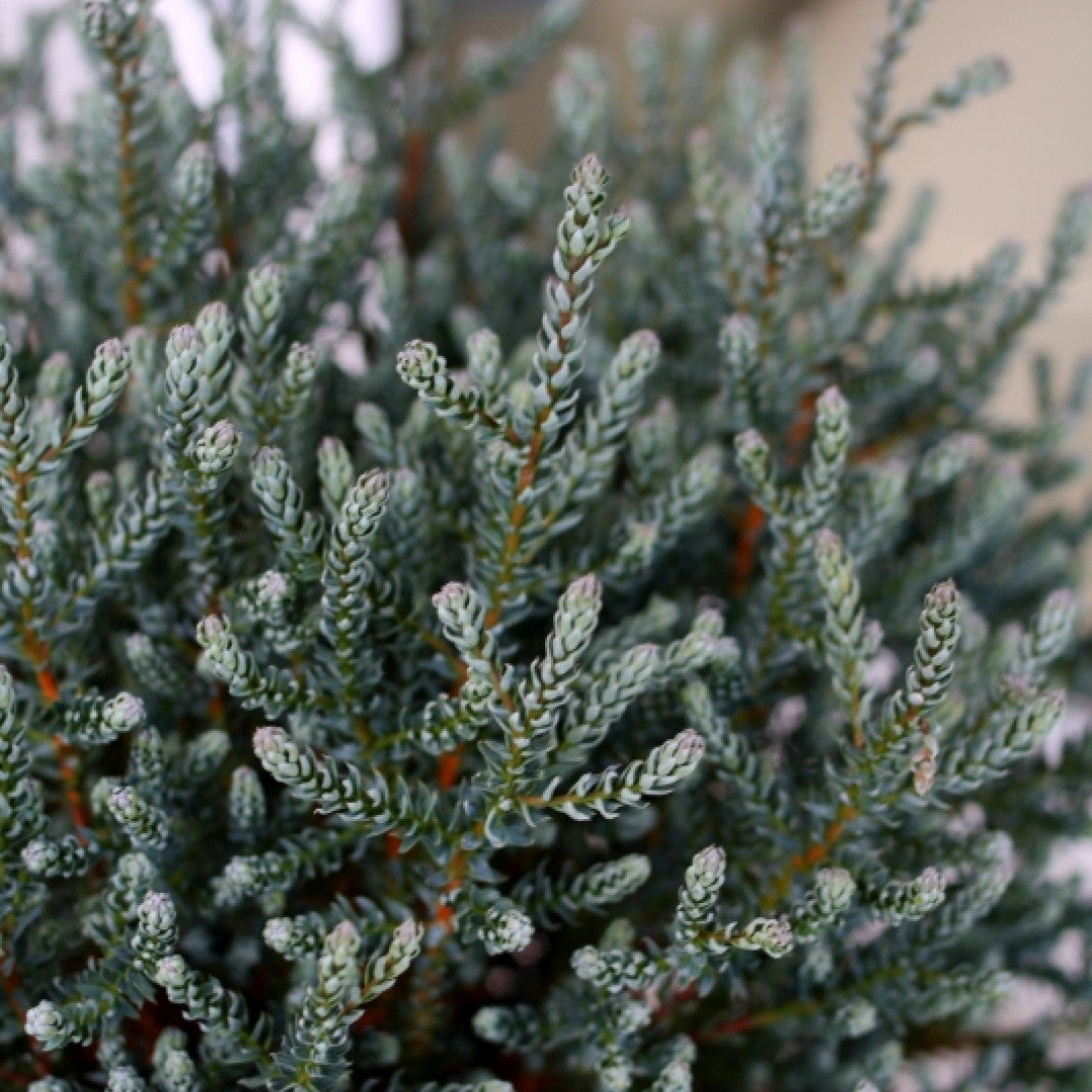 Schijncipres (Chamaecyparis thyoides) 'Blue Rock' ('Versent') ®