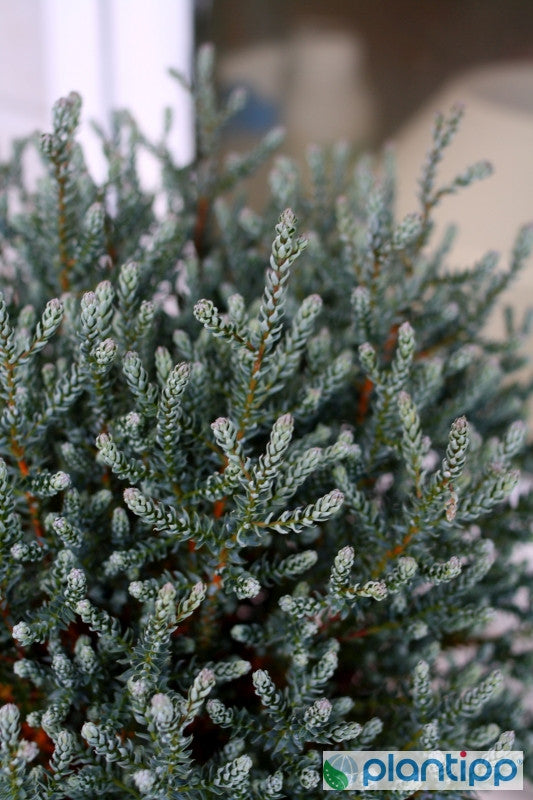 Schijncipres (Chamaecyparis thyoides) 'Blue Rock' ('Versent') ®
