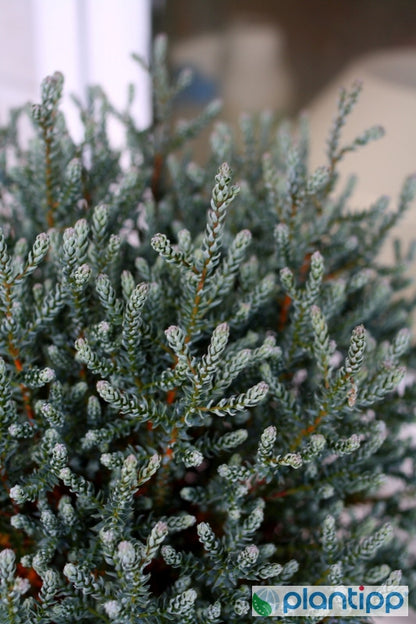 Schijncipres (Chamaecyparis thyoides) 'Blue Rock' ('Versent') ®