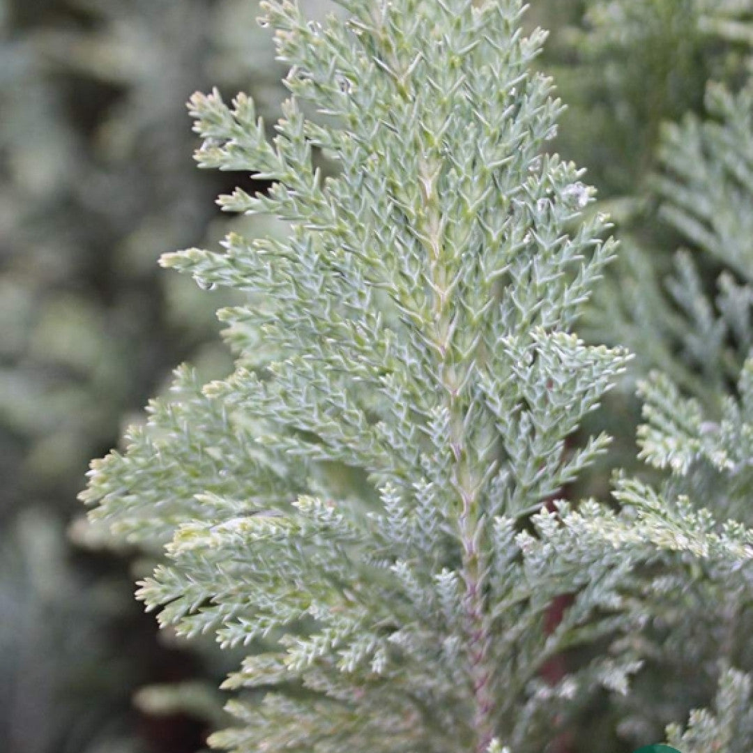 Schijncipres (Chamaecyparis lawsoniana) 'Ellwoodii'