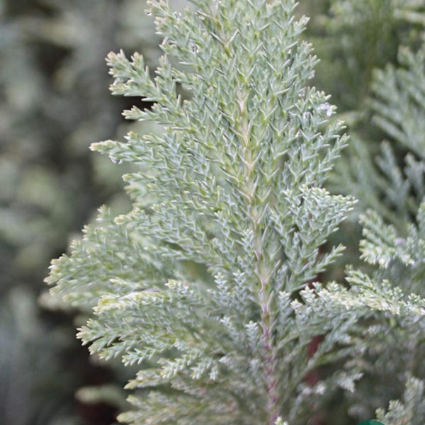 Schijncipres (Chamaecyparis lawsoniana) 'Ellwoodii'