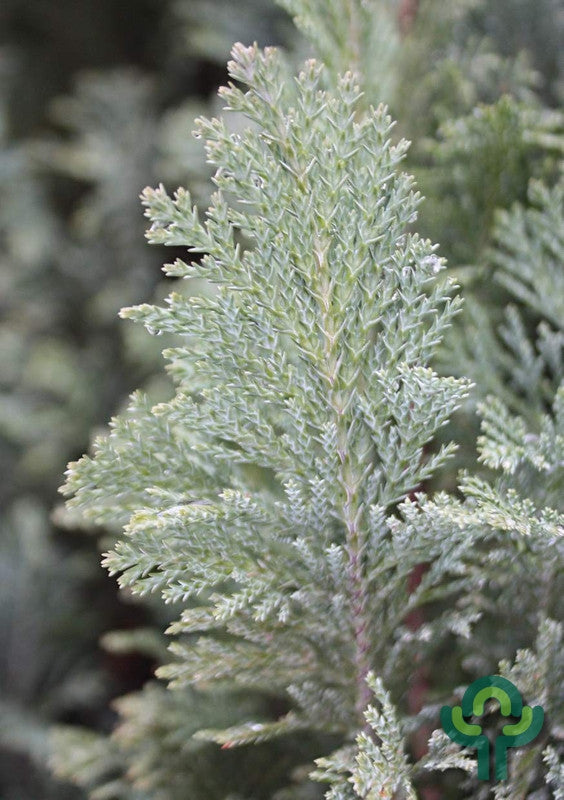 Schijncipres (Chamaecyparis lawsoniana) 'Ellwoodii'