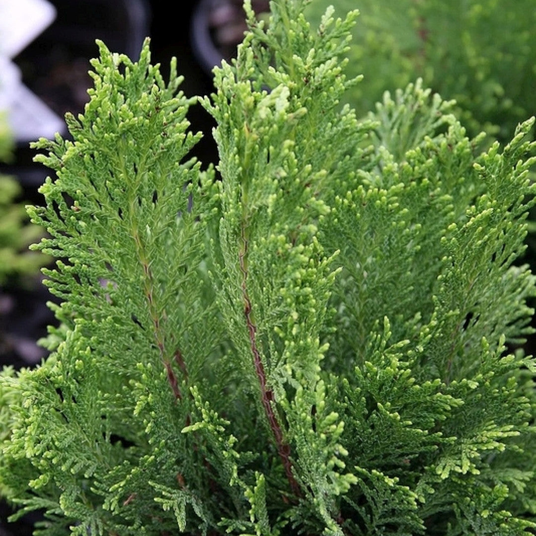 Schijncipres (Chamaecyparis lawsoniana) 'Green Globe'