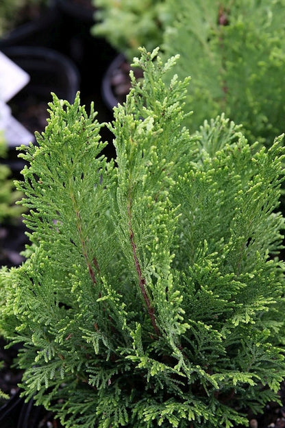 Schijncipres (Chamaecyparis lawsoniana) 'Green Globe'