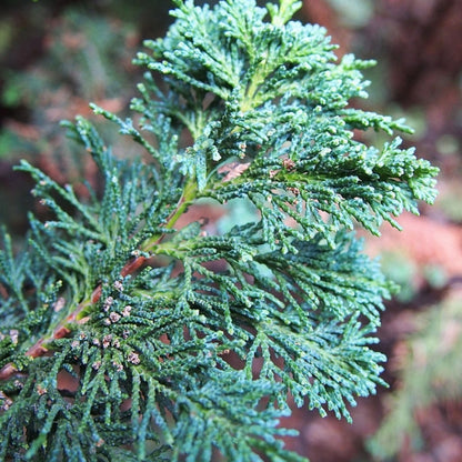 Schijncipres (Chamaecyparis lawsoniana) 'Wisselii'