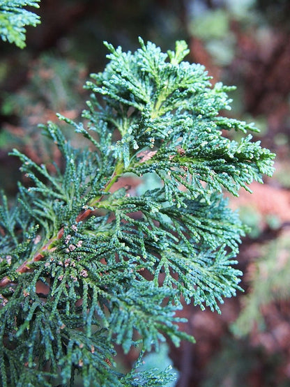 Schijncipres (Chamaecyparis lawsoniana) 'Wisselii'