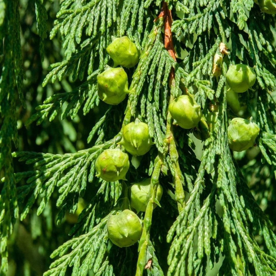 Schijncipres (Chamaecyparis nootkatensis) 'Pendula'