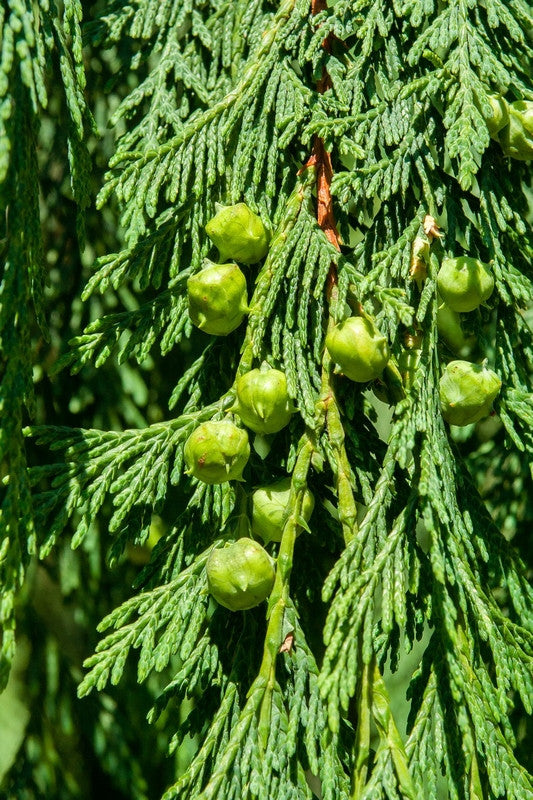 Schijncipres (Chamaecyparis nootkatensis) 'Pendula'