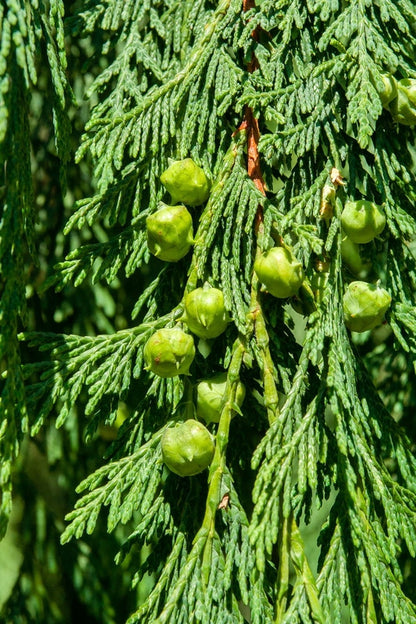 Schijncipres (Chamaecyparis nootkatensis) 'Pendula'