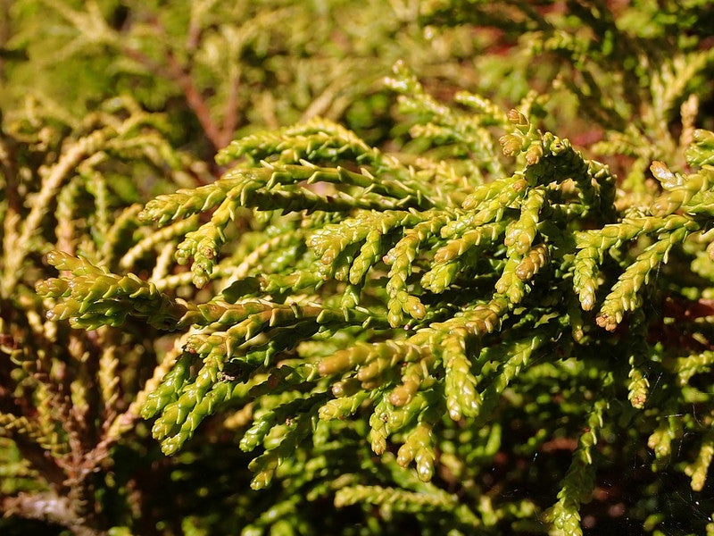 Schijncipres (Chamaecyparis obtusa) 'Gitte'