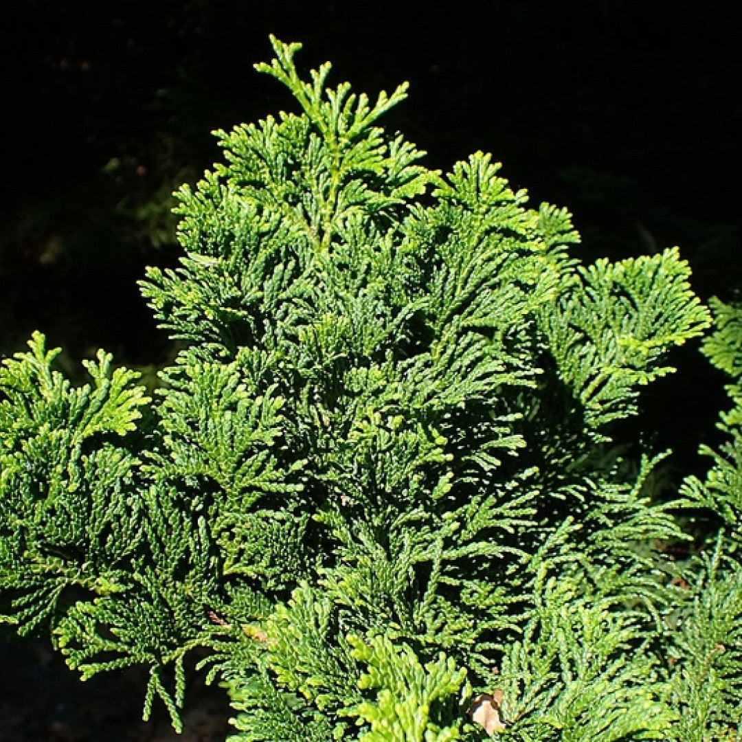 Schijncipres (Chamaecyparis obtusa) 'Nana Gracilis'