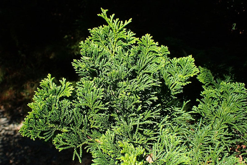 Schijncipres (Chamaecyparis obtusa) 'Nana Gracilis'