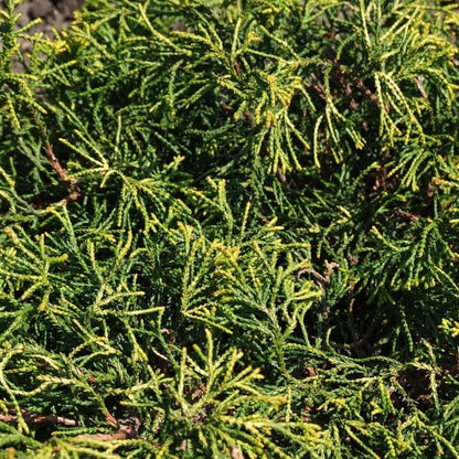 Schijncipres (Chamaecyparis obtusa) 'Tsatsumi Gold'