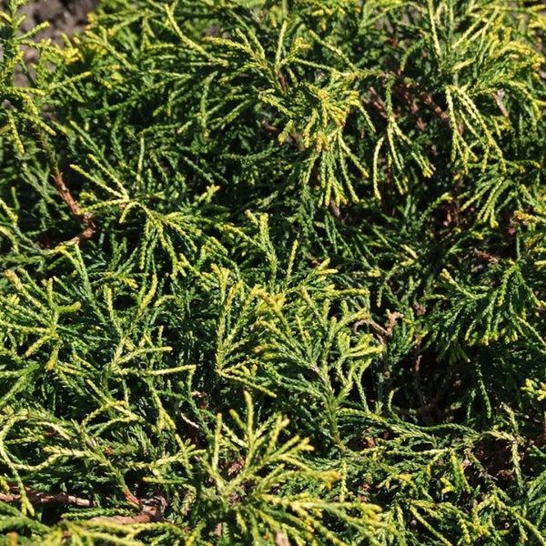 Schijncipres (Chamaecyparis obtusa) 'Tsatsumi Gold'